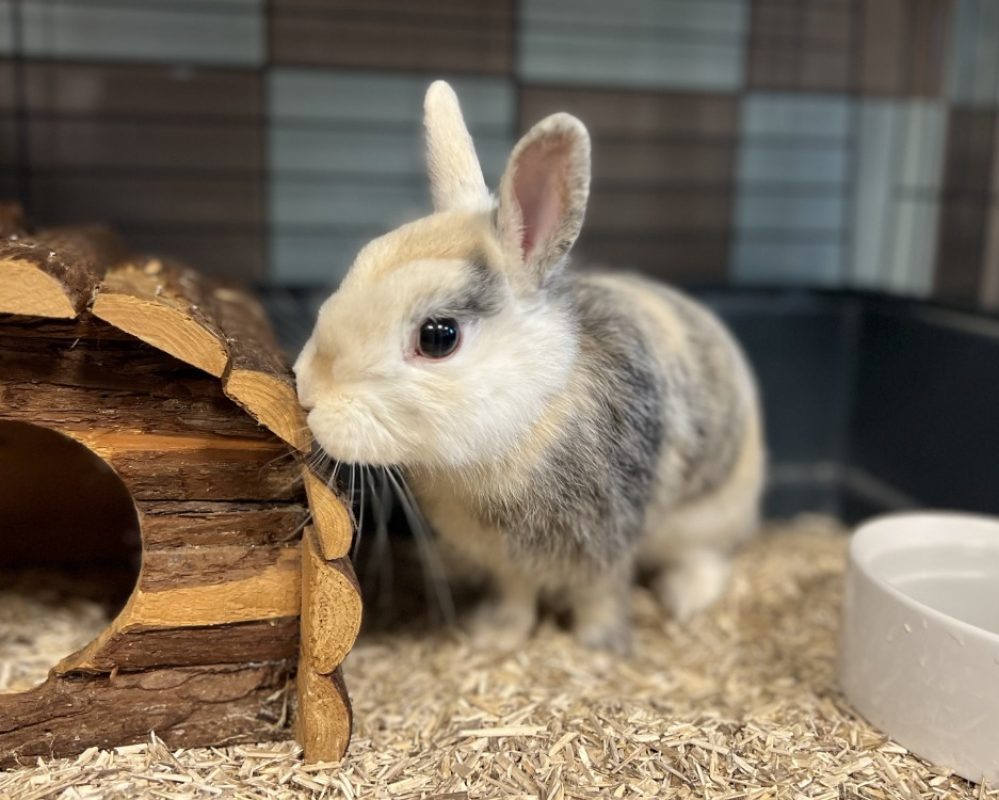 Lana - Rongeur Lapin à adopter
