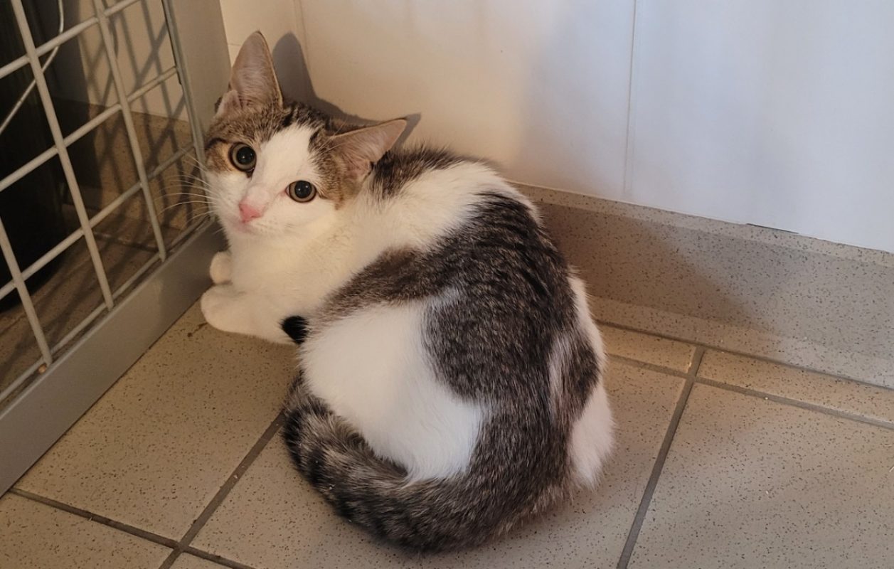 Waka - Chat Européen à adopter