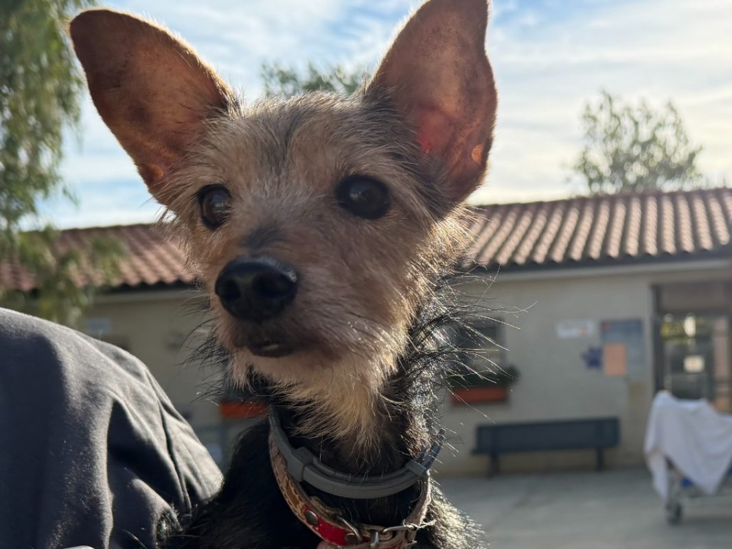 Lolo - Chien à adopter