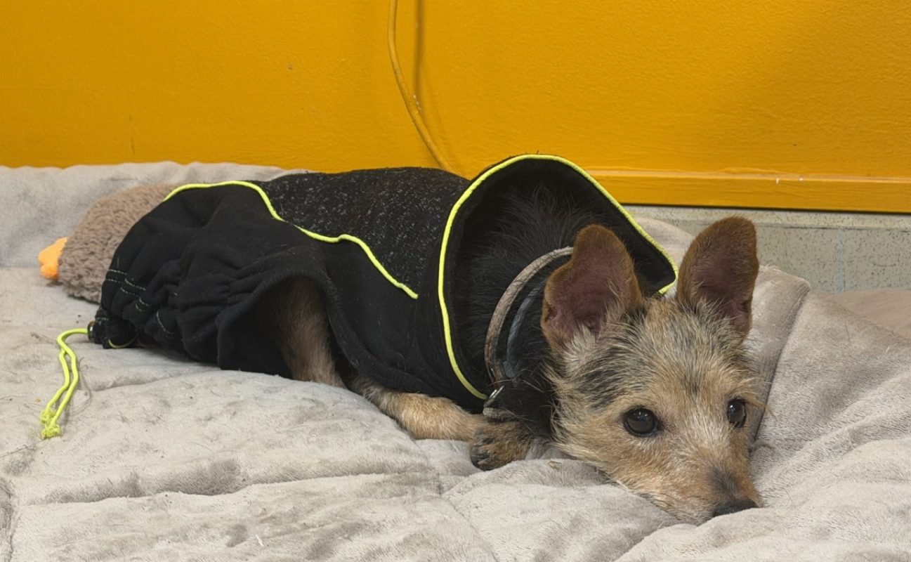 Lolo - Chien à adopter - photo 2
