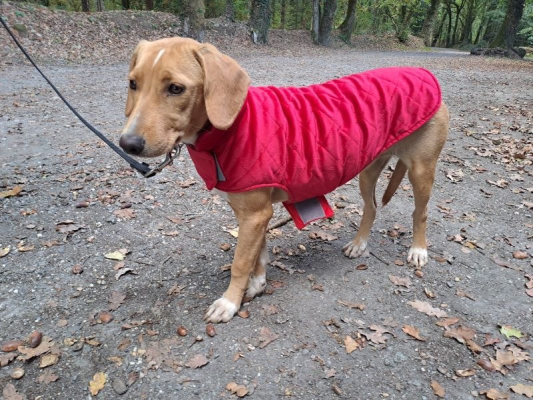 Mona - Chien à adopter