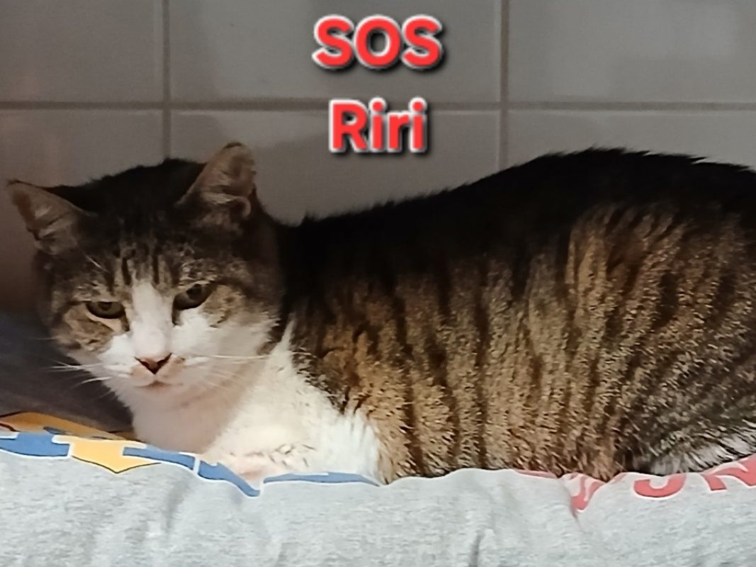 Riri - Chat Européen à adopter
