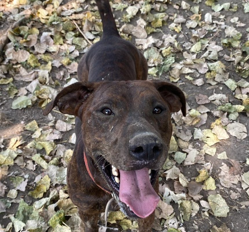 Zeus - Chien Bouledogue Américain à adopter