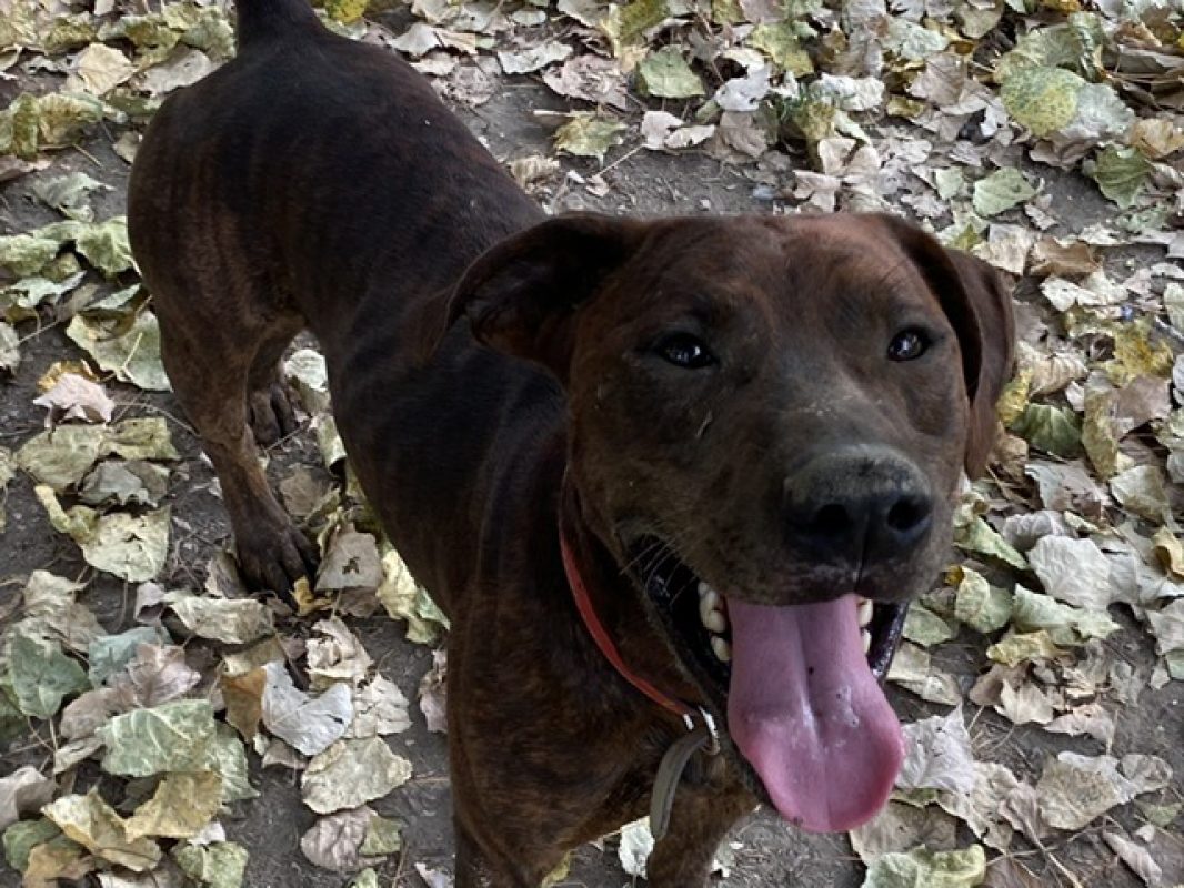 Zeus - Chien Bouledogue Américain à adopter - photo 2