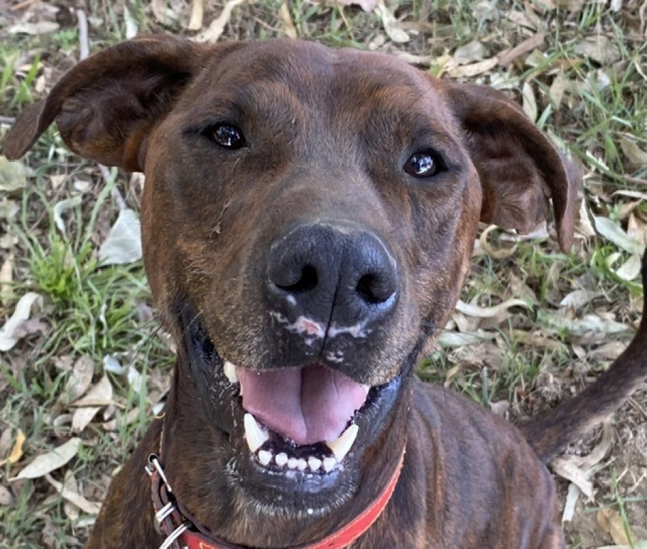 Zeus - Chien Bouledogue Américain à adopter - photo 3