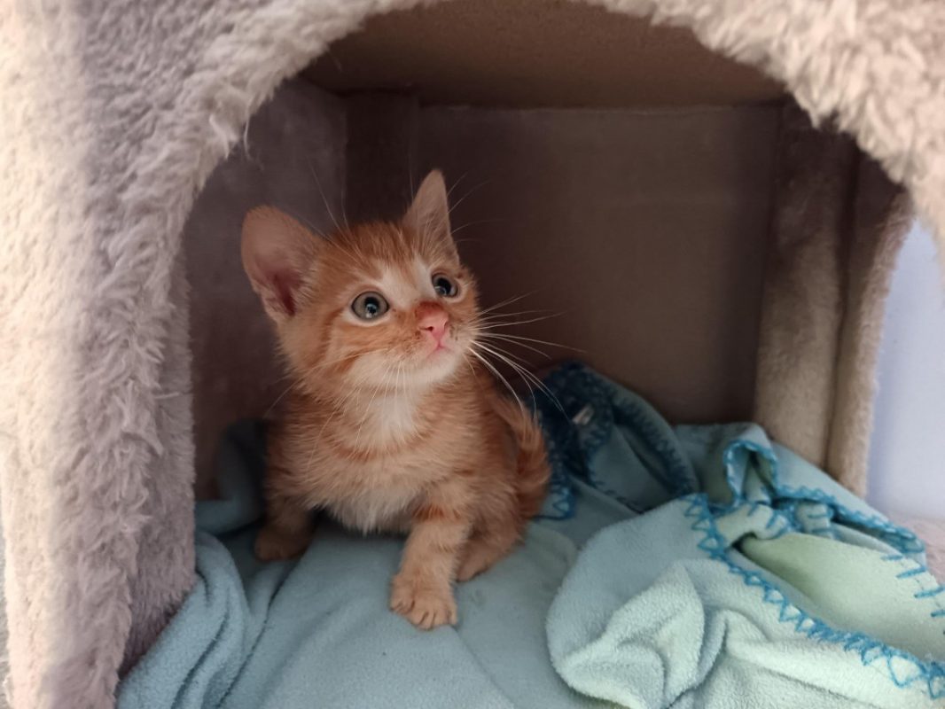 Acapulco - Chat Européen à adopter