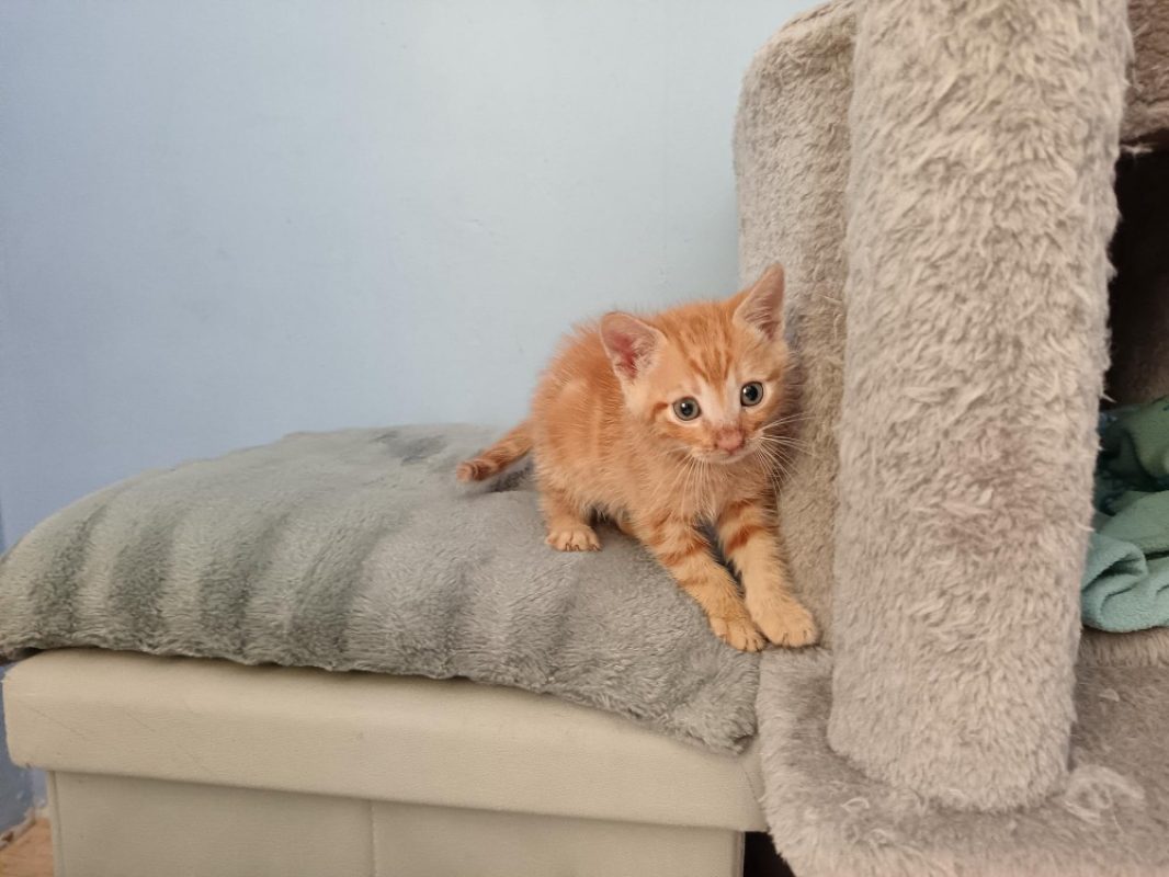 Acapulco - Chat Européen à adopter - photo 2