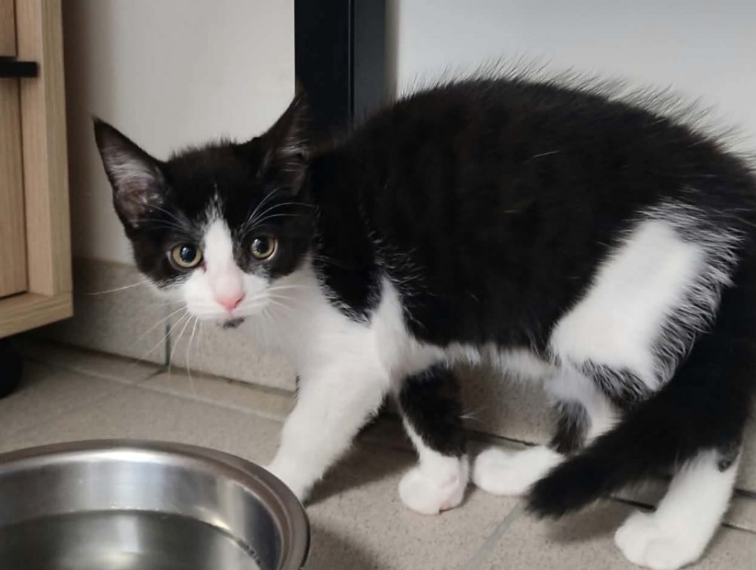Santiago - Chat Européen à adopter