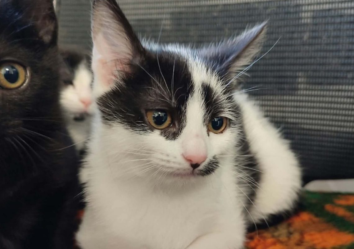 Buenos - Chat Européen à adopter