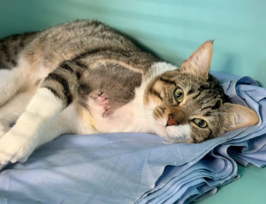 Pupuyu - Chat Européen à adopter