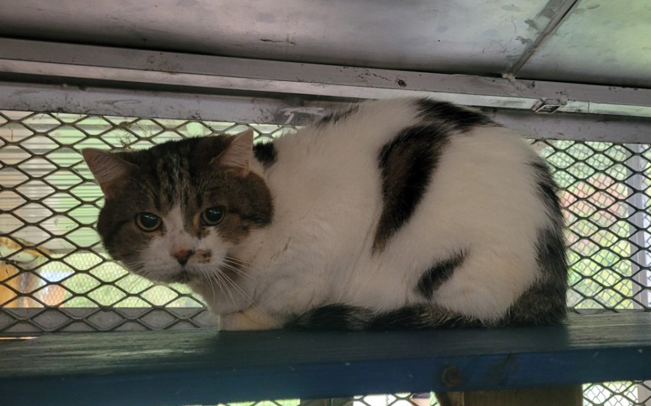 Jupiter - Chat Européen à adopter