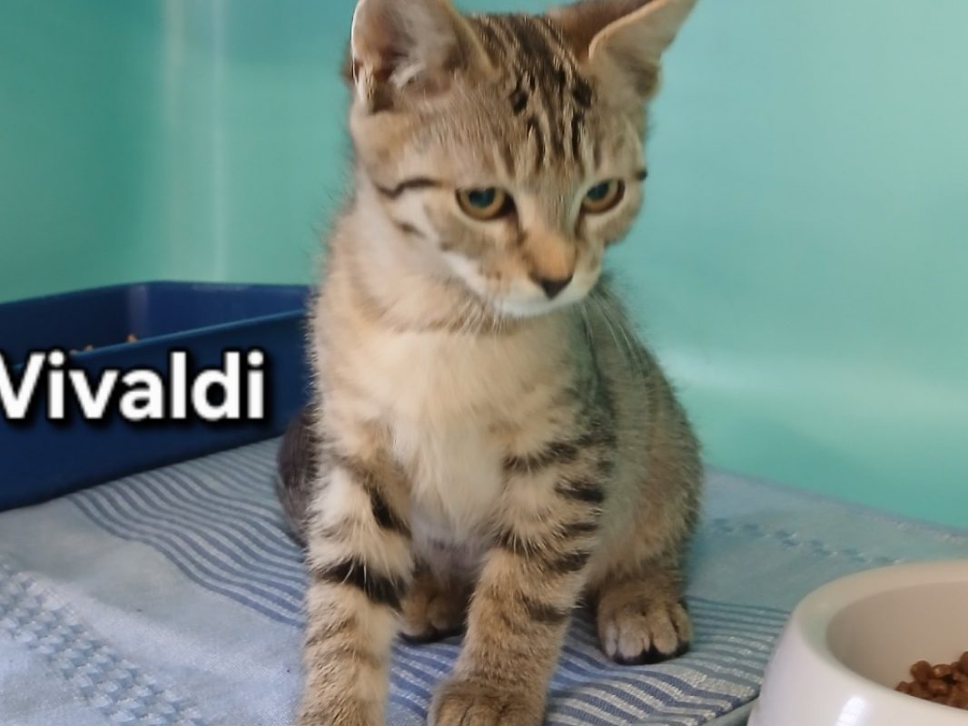 Vivaldi - Chat Européen à adopter