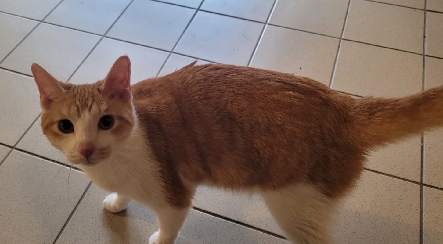 Stitch - Chat Européen à adopter