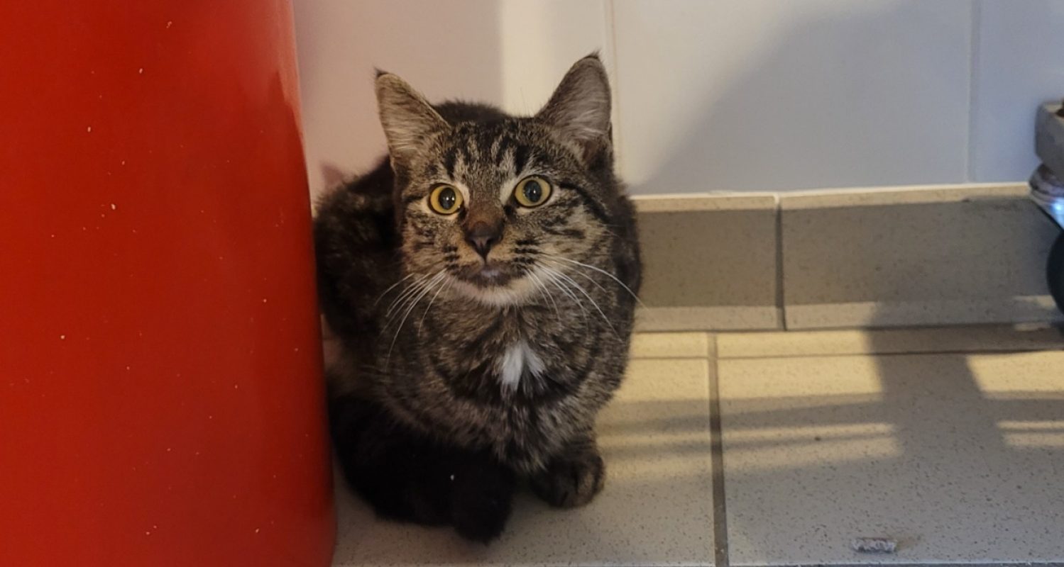 Voltaire - Chat Européen à adopter
