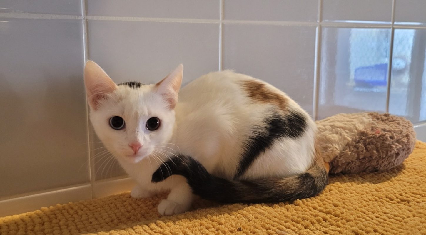 Yuna - Chat Européen à adopter