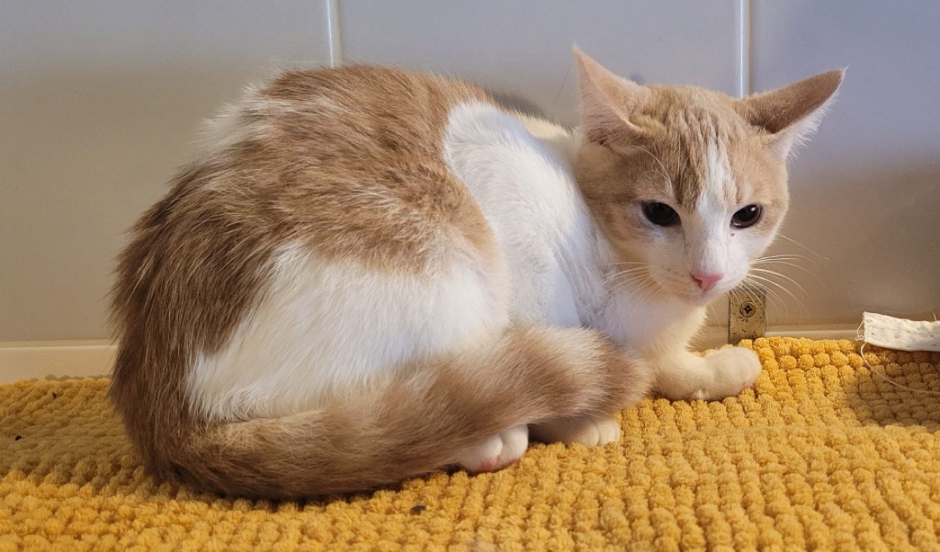 Aho - Chat Européen à adopter