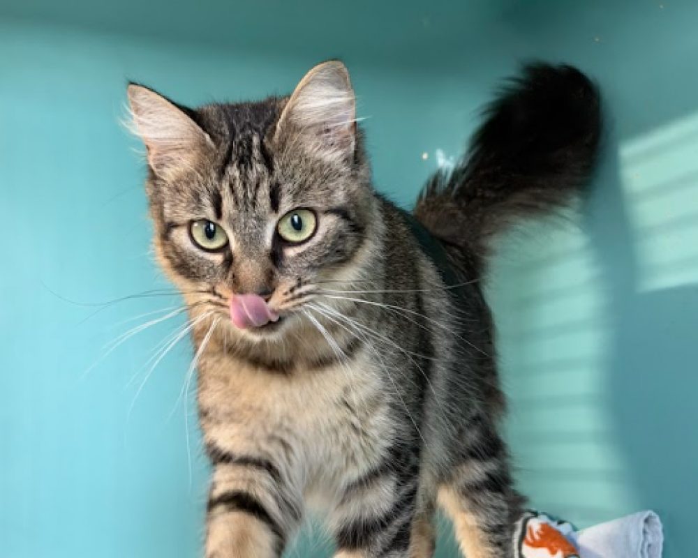 Tanya - Chat Européen à adopter