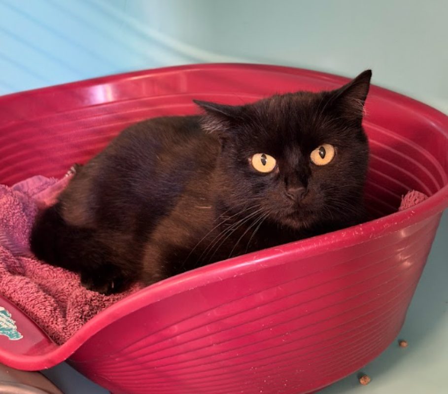 Senna - Chat Européen à adopter