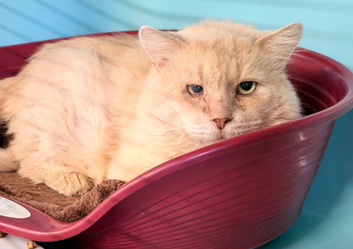 Stratus - Chat Européen à adopter