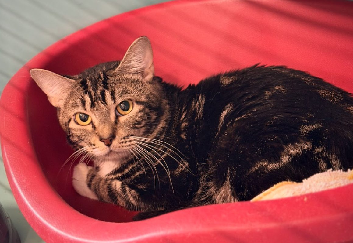 Ateara - Chat Européen à adopter