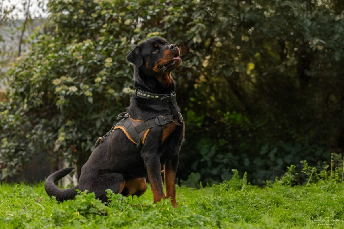 Twist - Chien Rottweiler à adopter - photo 2