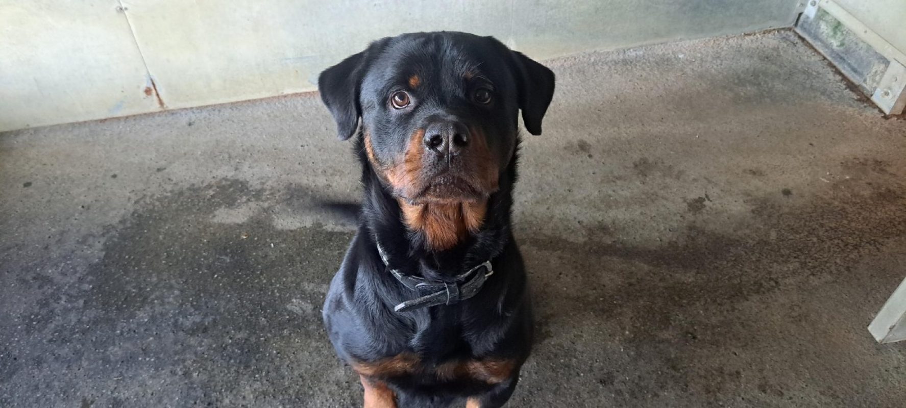 Twist - Chien Rottweiler à adopter - photo 3