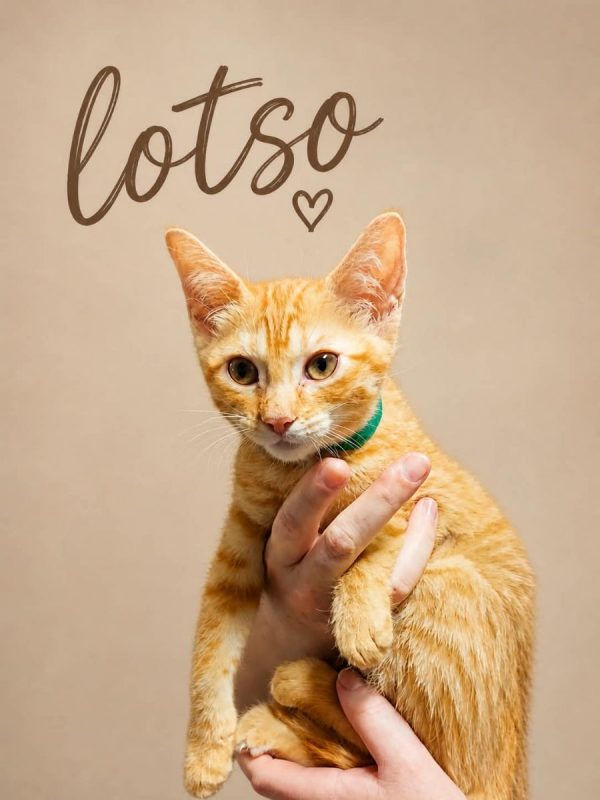 lopso - Chat à adopter