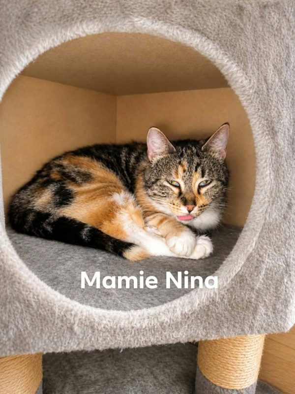 mamie nina - Chat à adopter