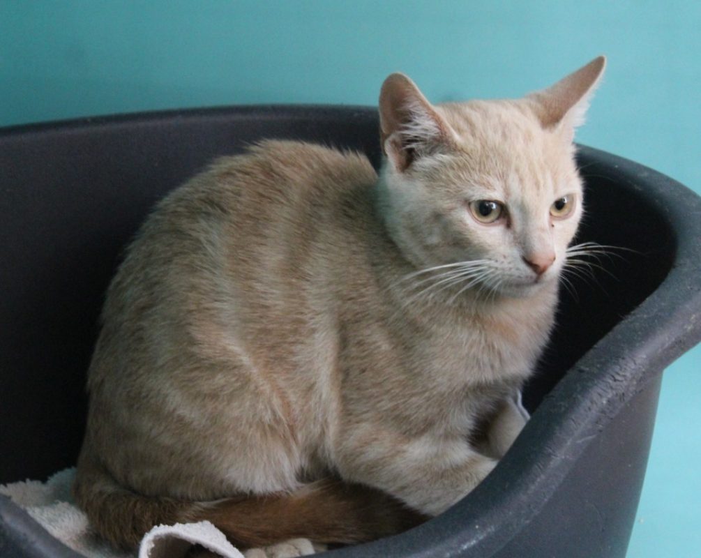Flint - Chat Européen à adopter