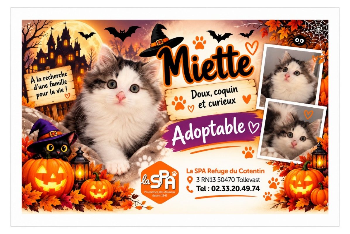 Miette - Chat Européen à adopter