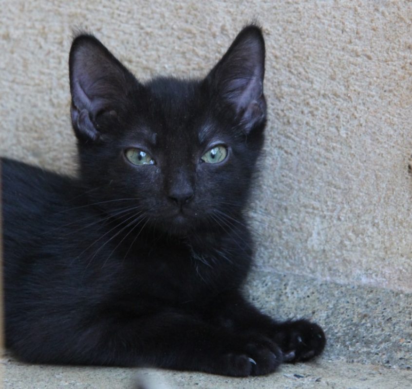 Gimli - Chat Européen à adopter