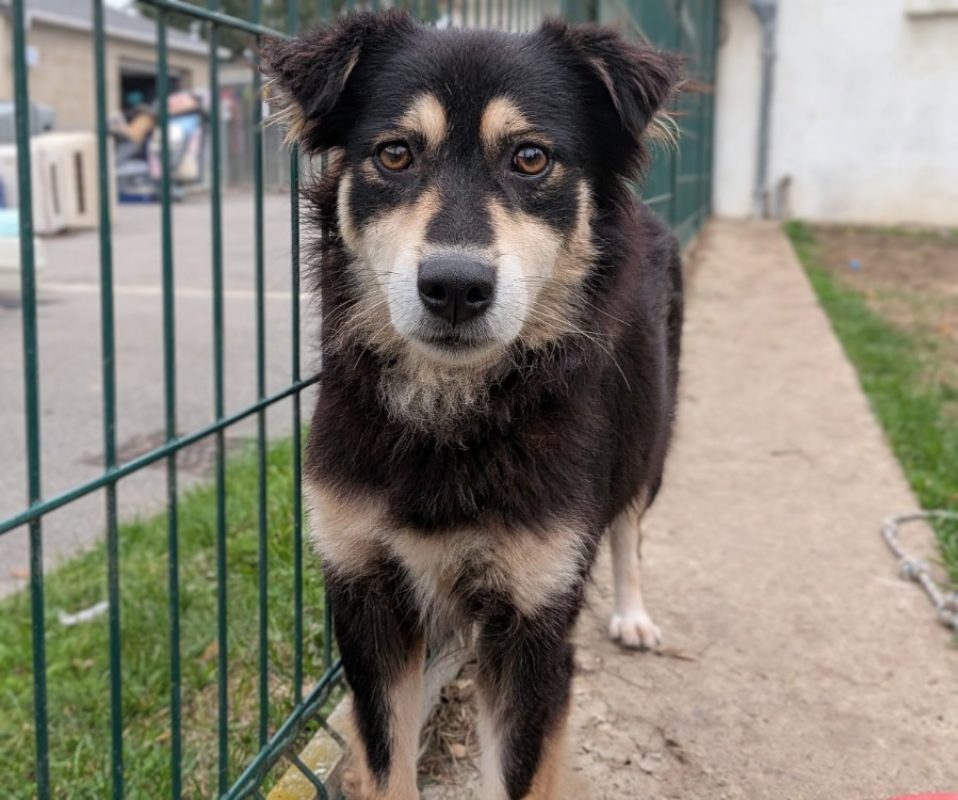 Chance - Chien à adopter