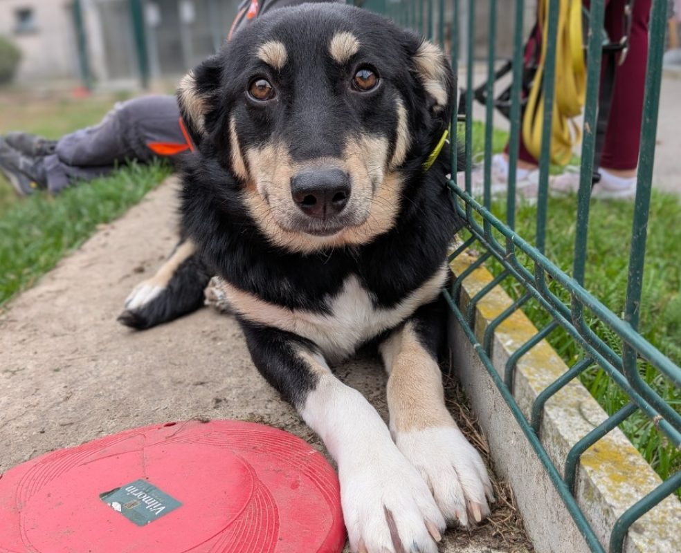 Trixie - Chien à adopter