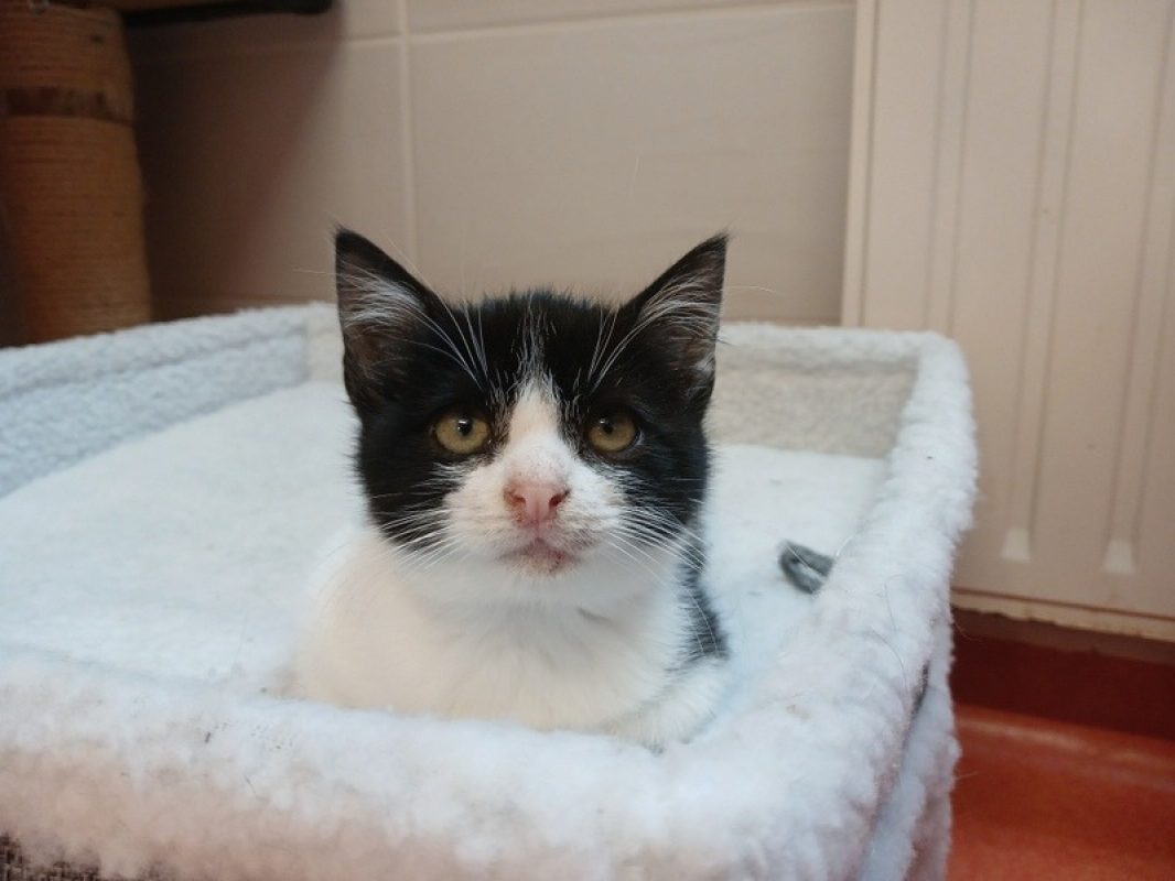 Jose - Chat Européen à adopter