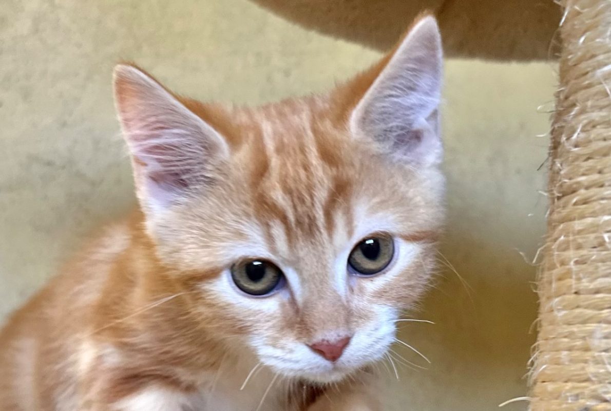 Diplomate - Chat à adopter