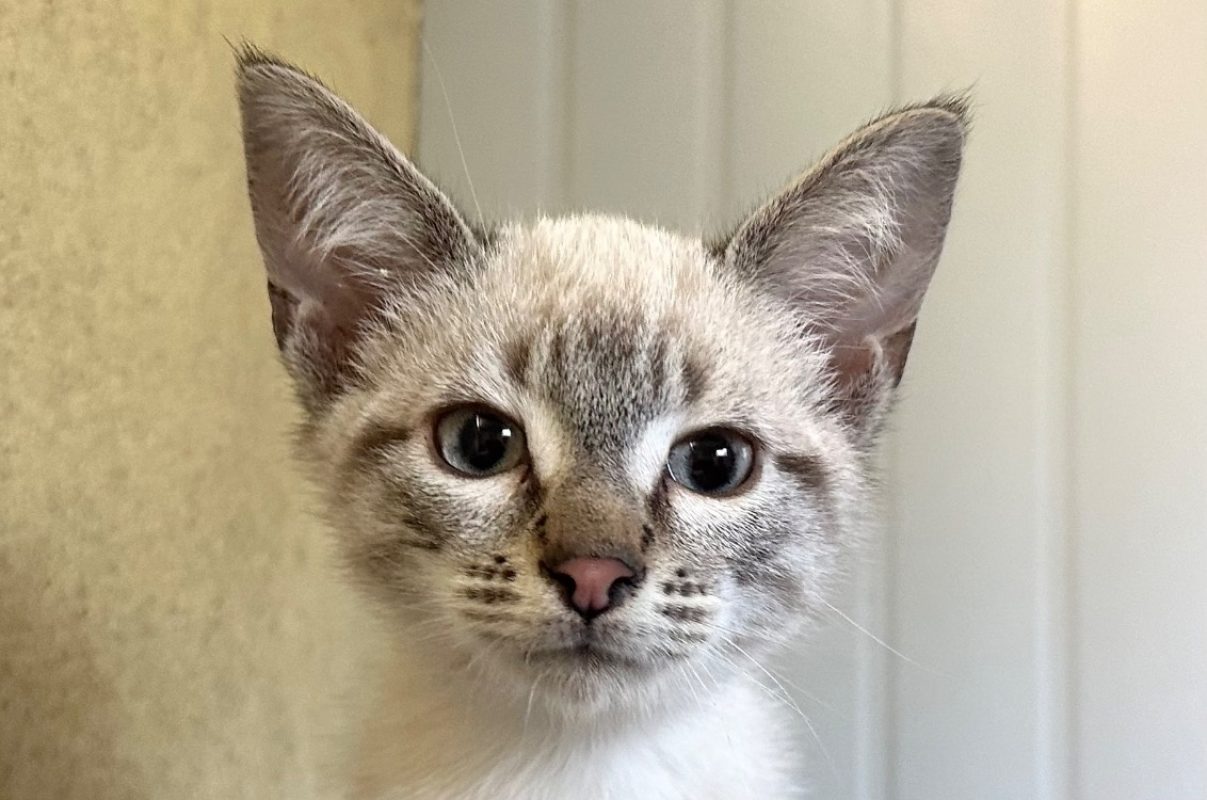 Roquefort - Chat Européen à adopter