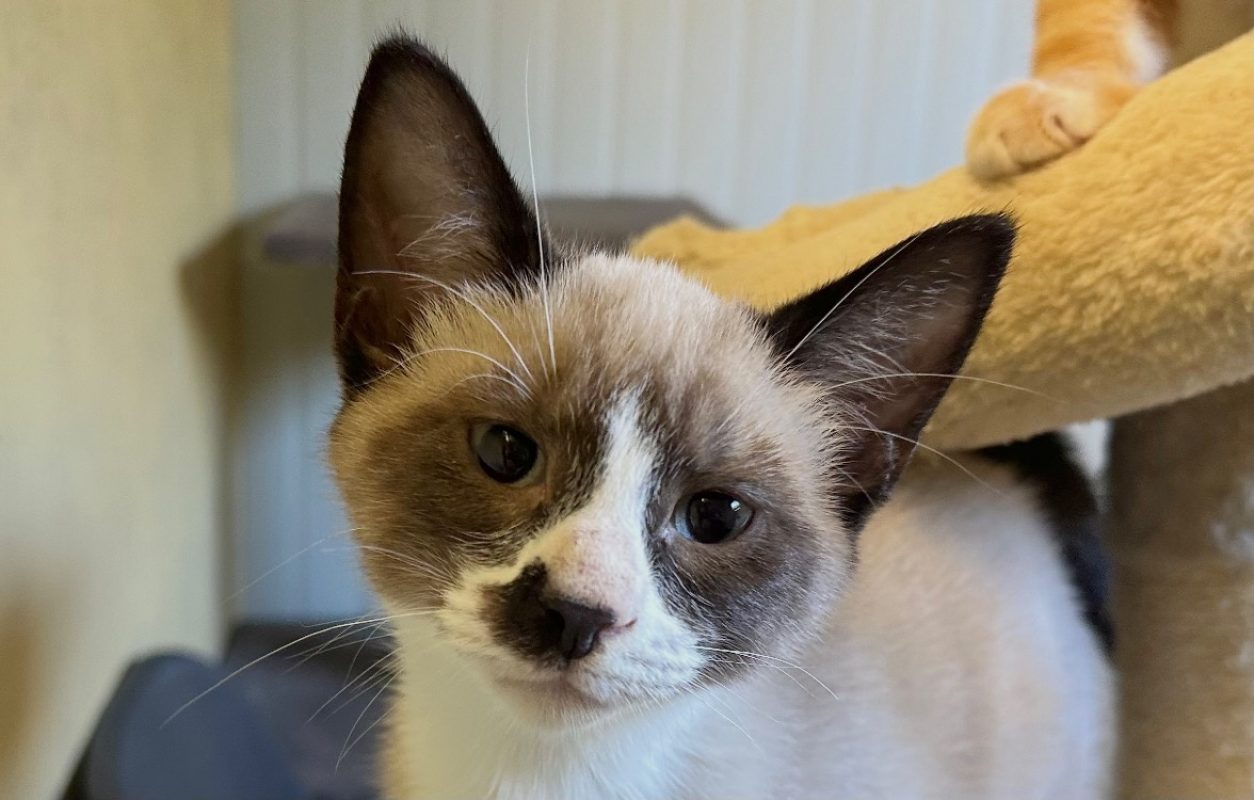 Boursin - Chat Européen à adopter