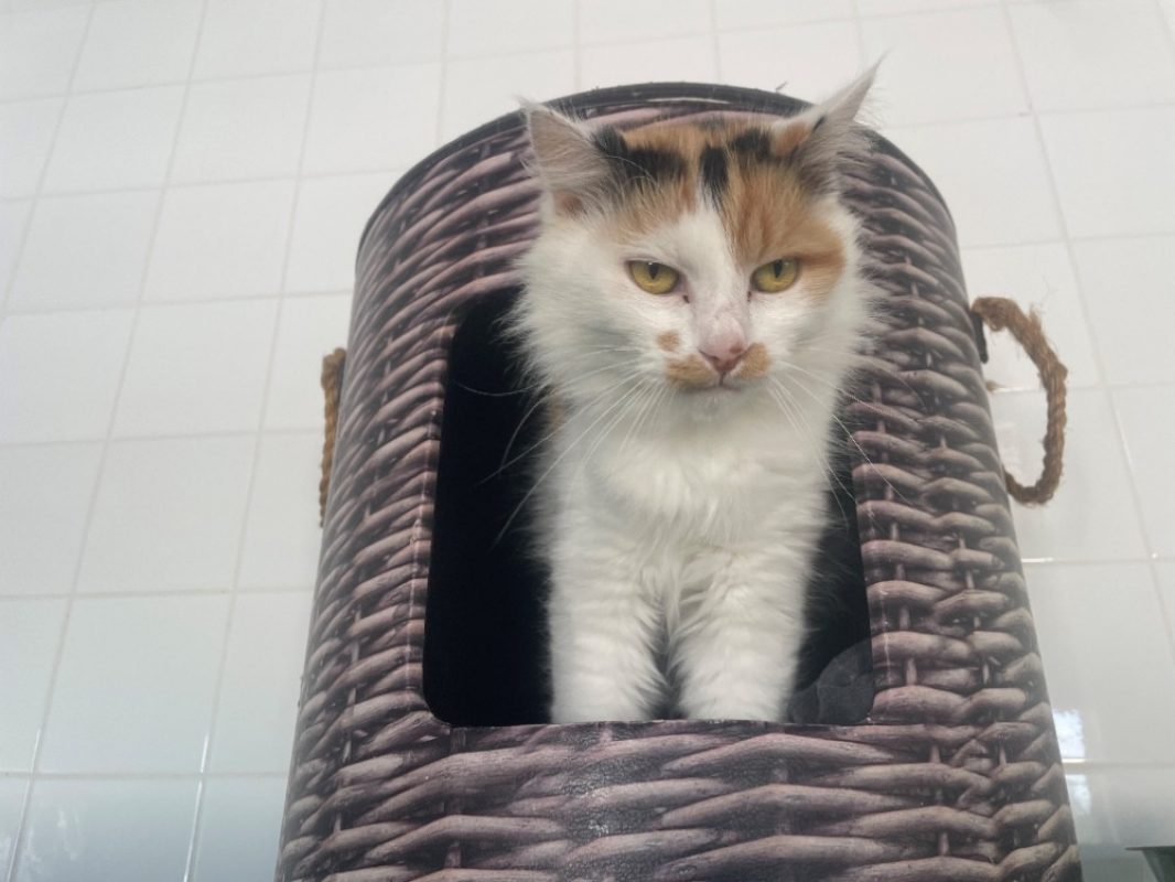 Nina - Chat Européen à adopter