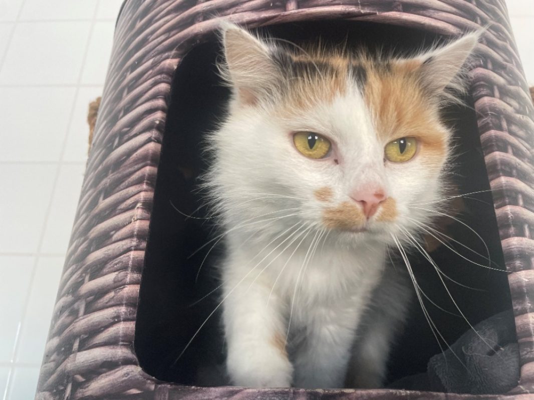 Nina - Chat Européen à adopter - photo 2