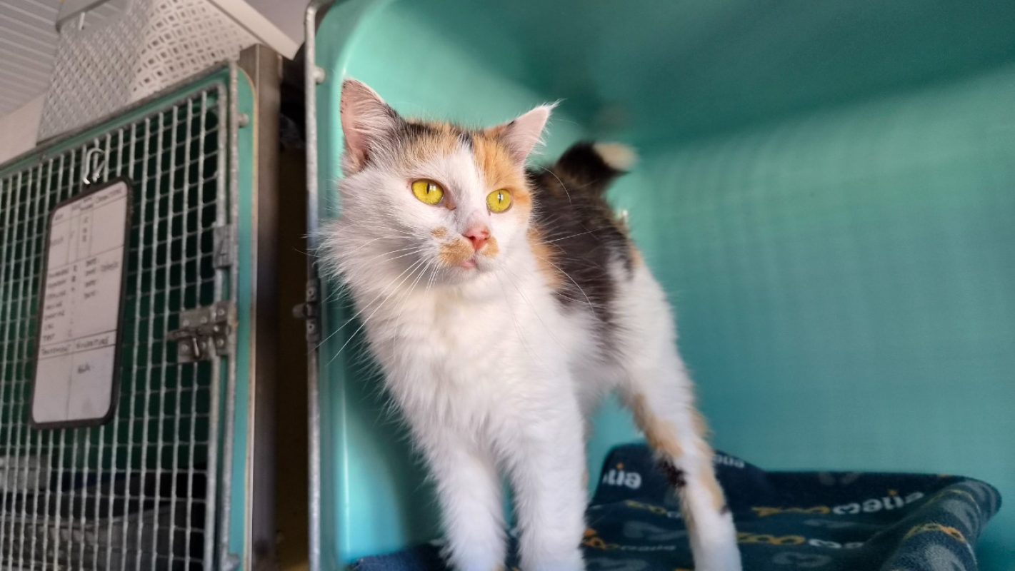 Nina - Chat Européen à adopter - photo 3