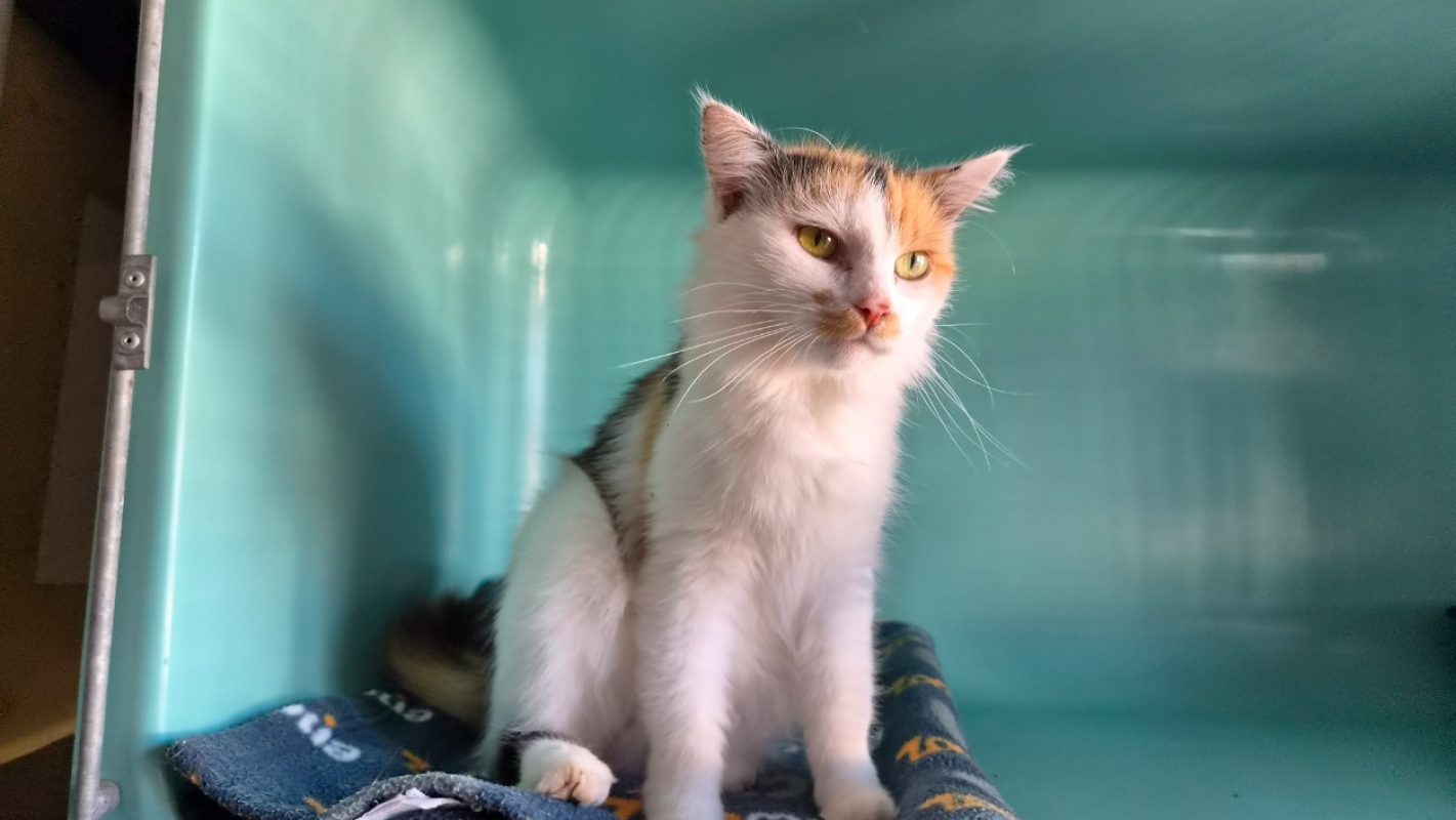 Nina - Chat Européen à adopter - photo 4