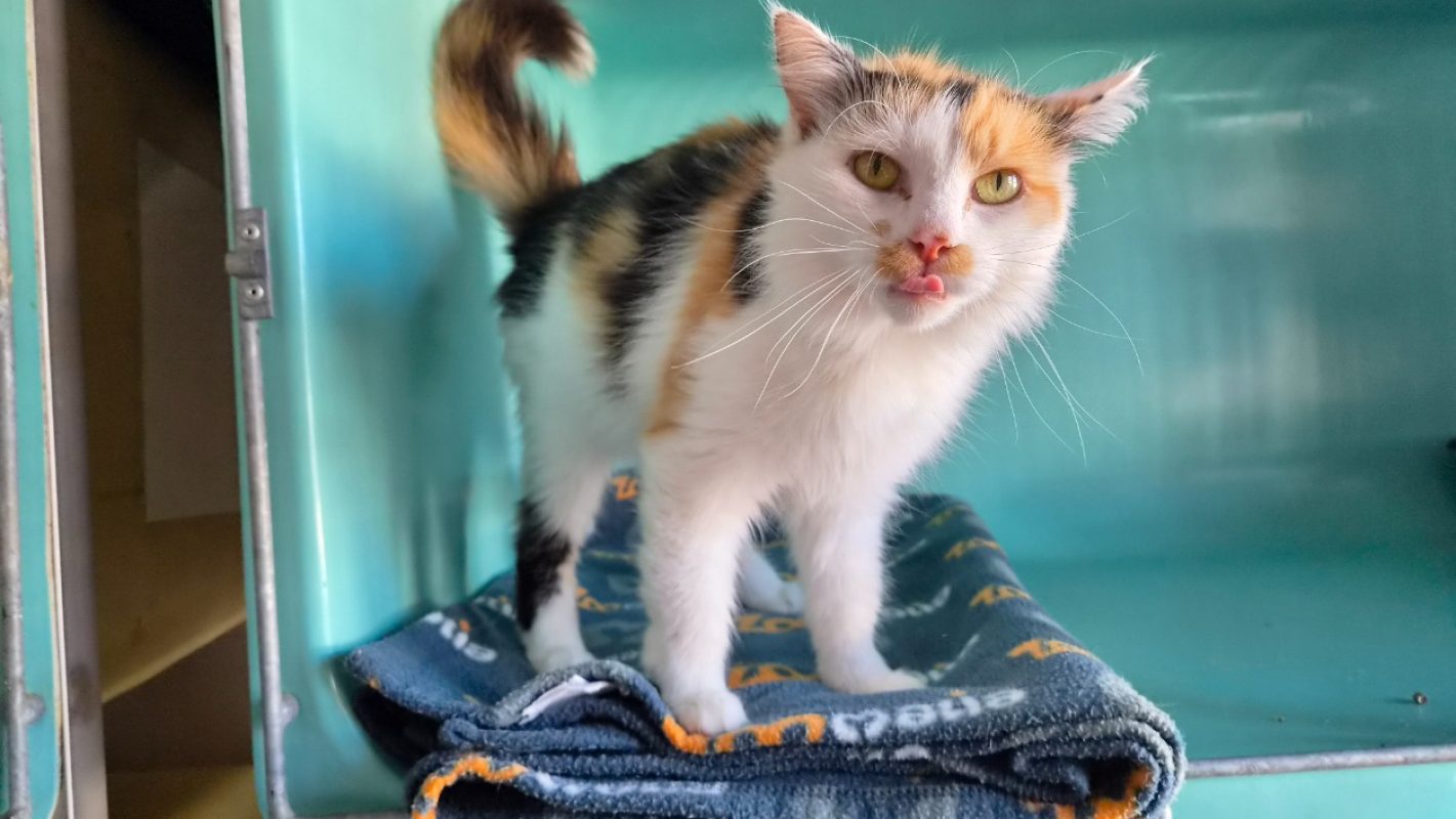 Nina - Chat Européen à adopter - photo 5
