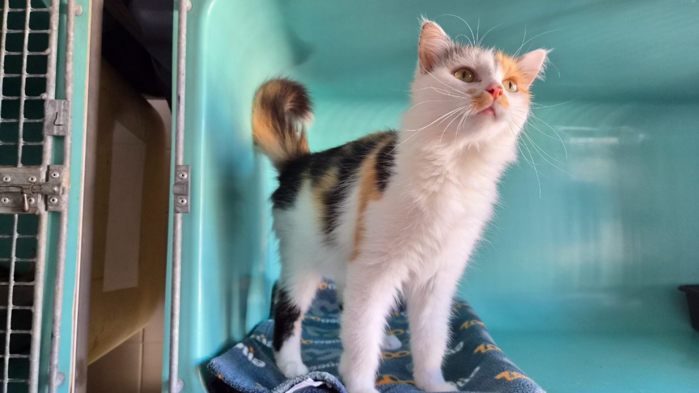 Nina - Chat Européen à adopter - photo 6