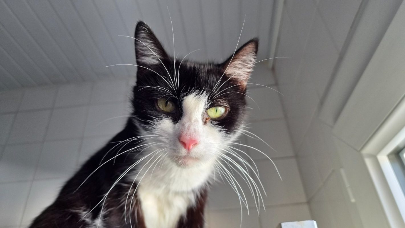 Fricanne - Chat Européen à adopter