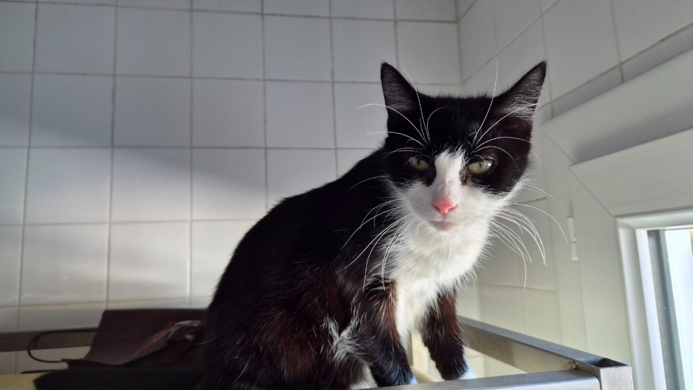 Fricanne - Chat Européen à adopter - photo 2