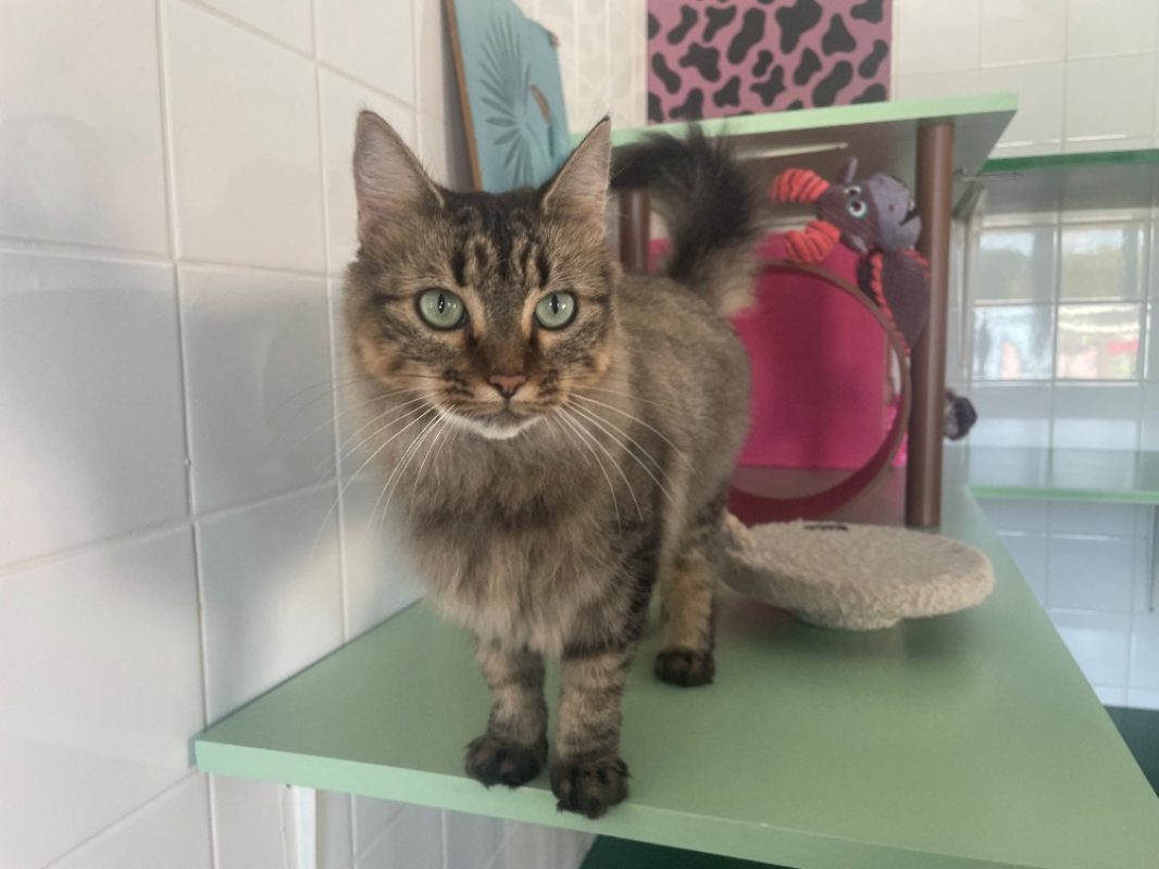 Sushi - Chat Européen à adopter