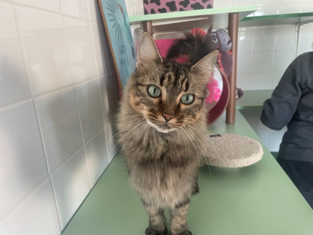 Sushi - Chat Européen à adopter - photo 2