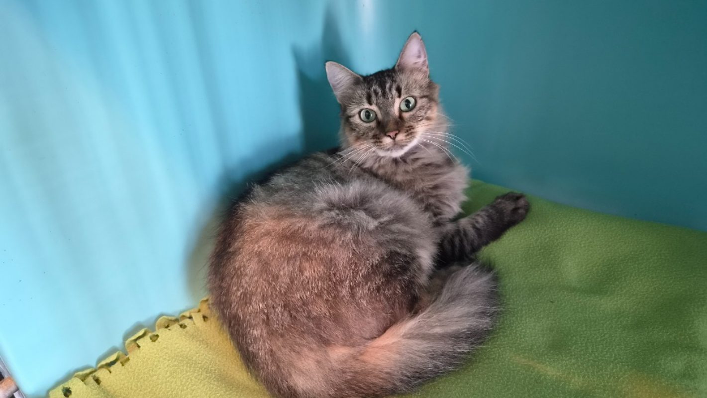 Sushi - Chat Européen à adopter - photo 3