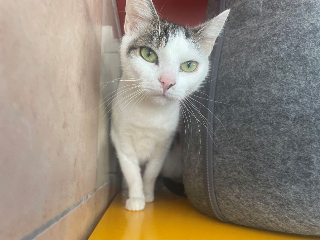 Tinka - Chat Européen à adopter