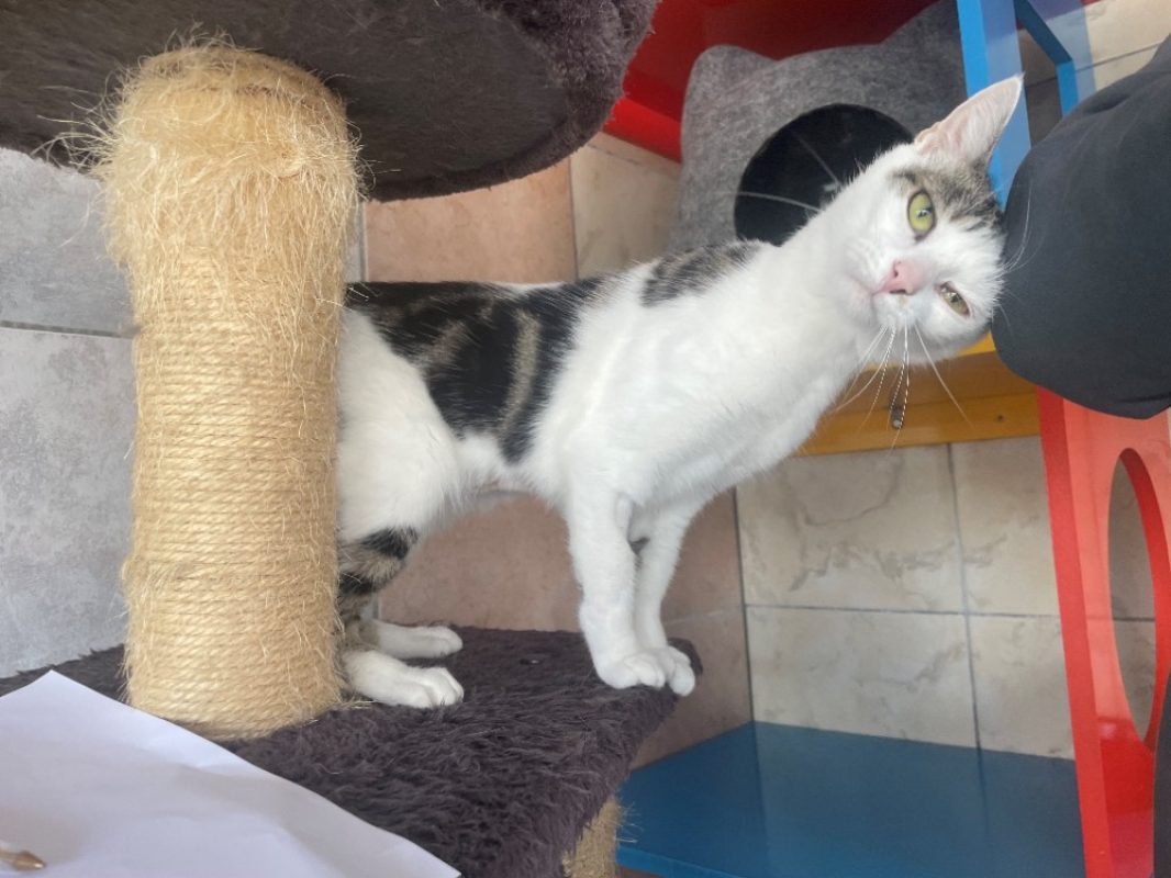Tinka - Chat Européen à adopter - photo 2